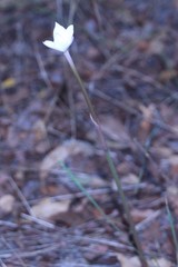 Zephyranthes chlorosolen