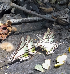 Protesilaus protesilaus