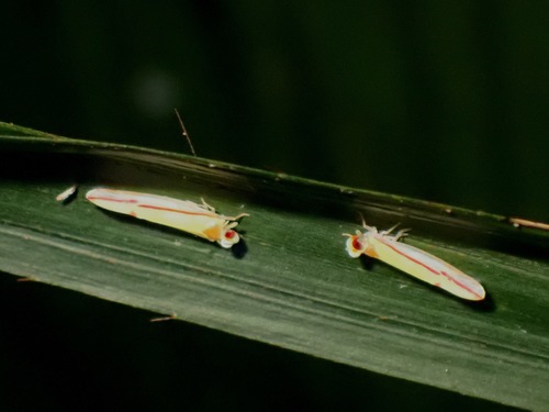 Megatropis coccineolinea observed 2021-01-08