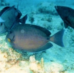 Acanthurus tractus