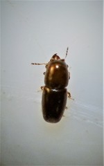 Octotemnus dilutipes
