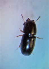 Octotemnus dilutipes
