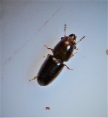 Octotemnus dilutipes