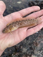 Rathbunella alleni