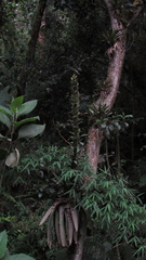 Tillandsia pastensis