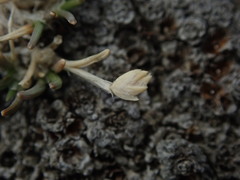 Poa maniototo