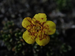 Myosotis uniflora