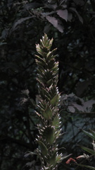 Tillandsia pastensis