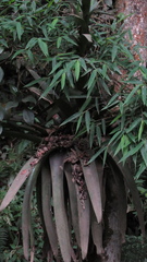 Tillandsia pastensis