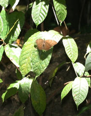 Tanaecia julii xiphiones