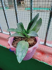 Sansevieria trifasciata
