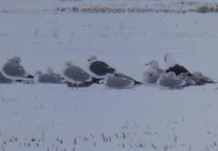 Larus argentatus × marinus
