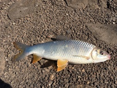 Megaleporinus obtusidens