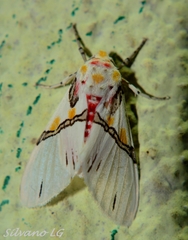 Idalus crinis