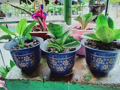 Sansevieria trifasciata