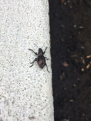 Naupactus tremolerasi
