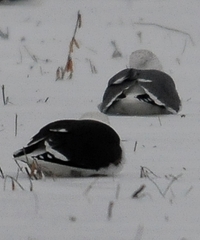 Larus argentatus × marinus