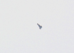 Spizaetus melanoleucus