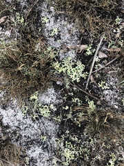 Cladonia prostrata