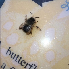 Anthophora villosula