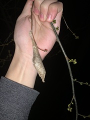 Callosamia promethea