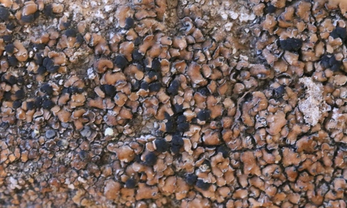 iNaturalist observation photo of Tile Lichens