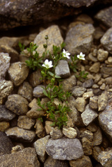 Arenaria humifusa