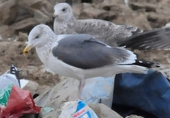 Larus argentatus × marinus