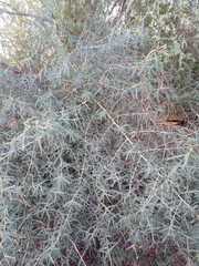 Atamisquea emarginata