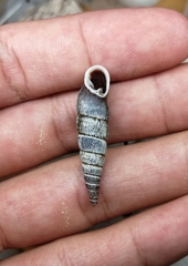 Formosana artifina
