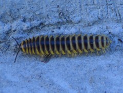 Rhysodesmus texicolens