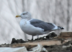 Larus argentatus × marinus