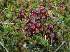 Coprosma atropurpurea