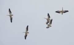 Pelecanus erythrorhynchos