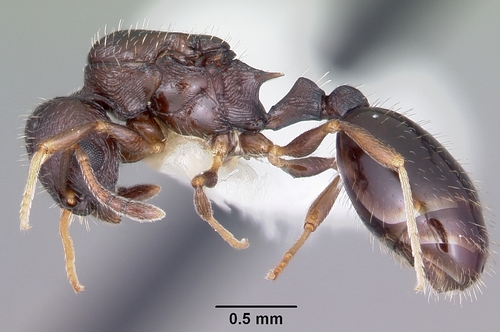 Long-spined Acorn Ant