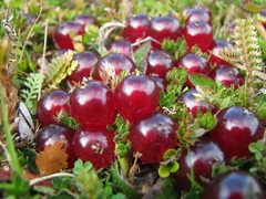 Coprosma atropurpurea