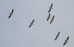 Pelecanus erythrorhynchos