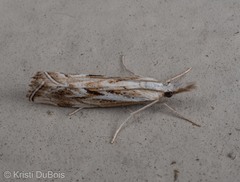 Catoptria oregonicus