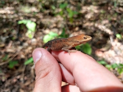 Anolis anisolepis