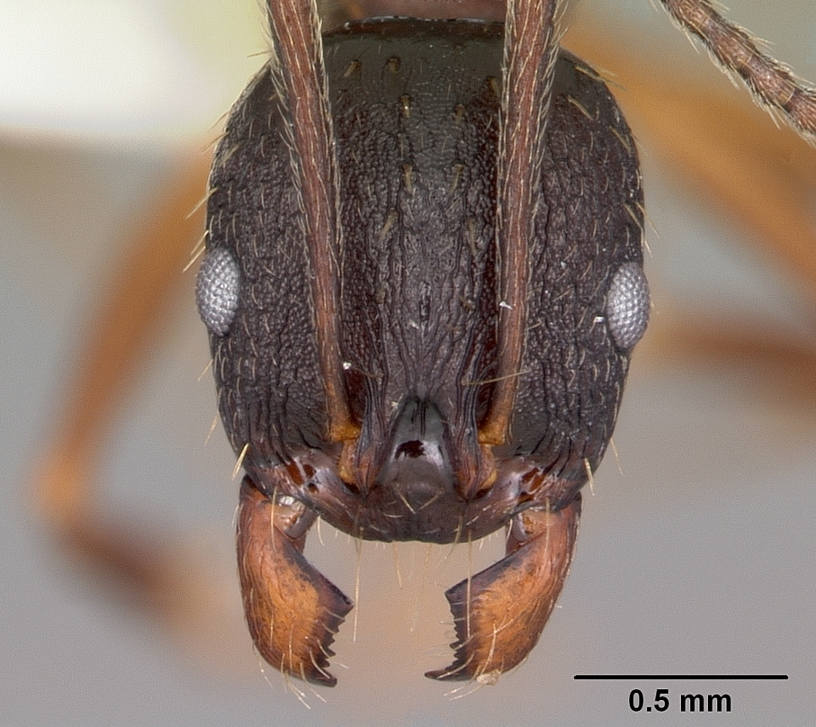 Pitch-black Collared Ant