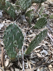 Opuntia