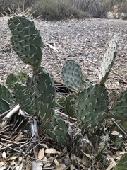 Opuntia