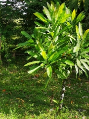 Image of Cerbera manghas