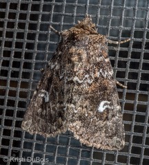 Properigea albimacula