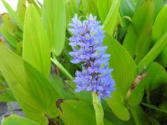 Pontederia cordata