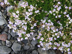 Veronica hookeriana