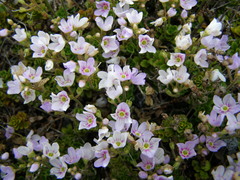 Veronica hookeriana