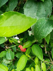 Malvaviscus penduliflorus