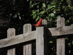 Cardinalis cardinalis