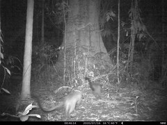 Dendrolagus bennettianus